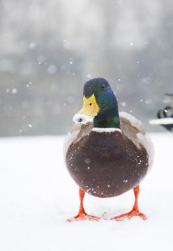 There will be a variety of activities and support available on campus for all students staying in Nottingham – including catering, events and wellbeing support.
nottingham.ac.uk/currentstudent…