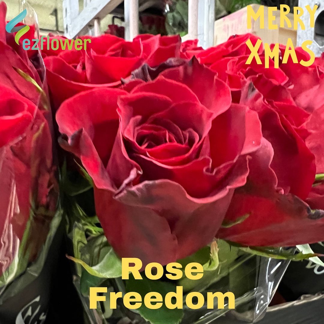ez_flower's tweet photo. Christmas week is such a good week here at the Aalsmeer auction. It’s all red I see! #flowers #blooms #flowersfromholland #dutchflowers #ezflower #flowerwholesale https://t.co/gjlTitGREz