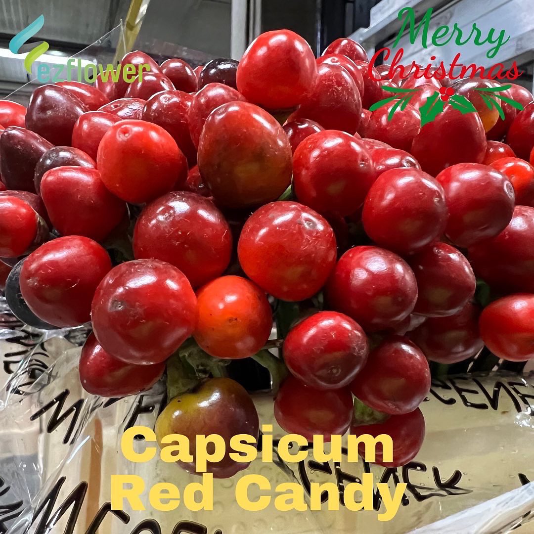 ez_flower's tweet photo. Christmas week is such a good week here at the Aalsmeer auction. It’s all red I see! #flowers #blooms #flowersfromholland #dutchflowers #ezflower #flowerwholesale https://t.co/gjlTitGREz