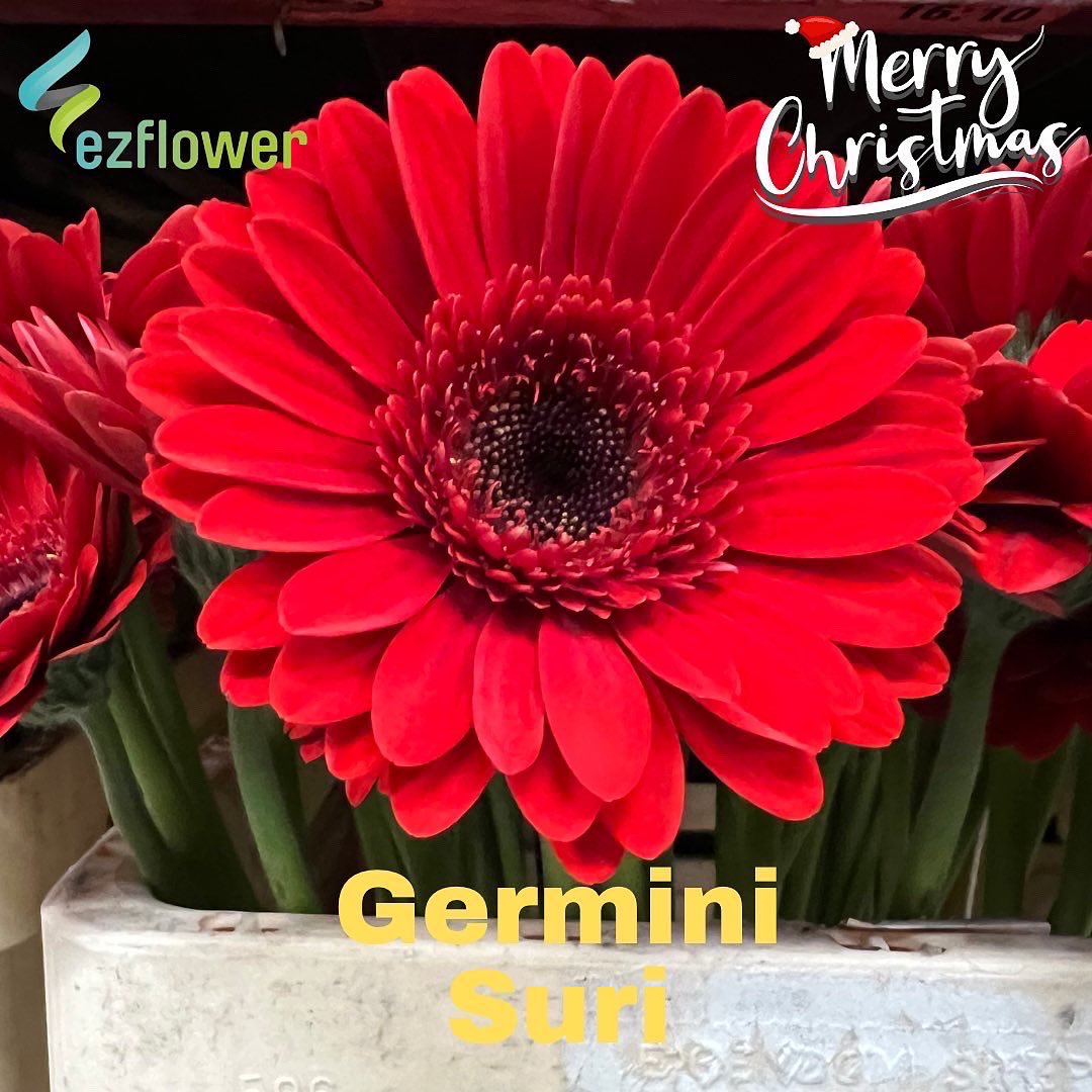 ez_flower's tweet photo. Christmas week is such a good week here at the Aalsmeer auction. It’s all red I see! #flowers #blooms #flowersfromholland #dutchflowers #ezflower #flowerwholesale https://t.co/gjlTitGREz