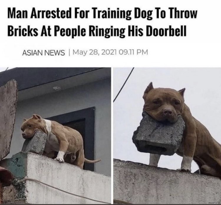 brick dog is my favorite pokemon https://t.co/BrtGYjmqhQ