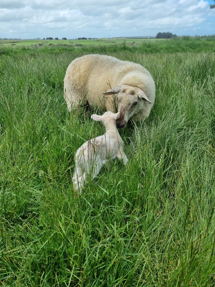 countrymumlife tweet media