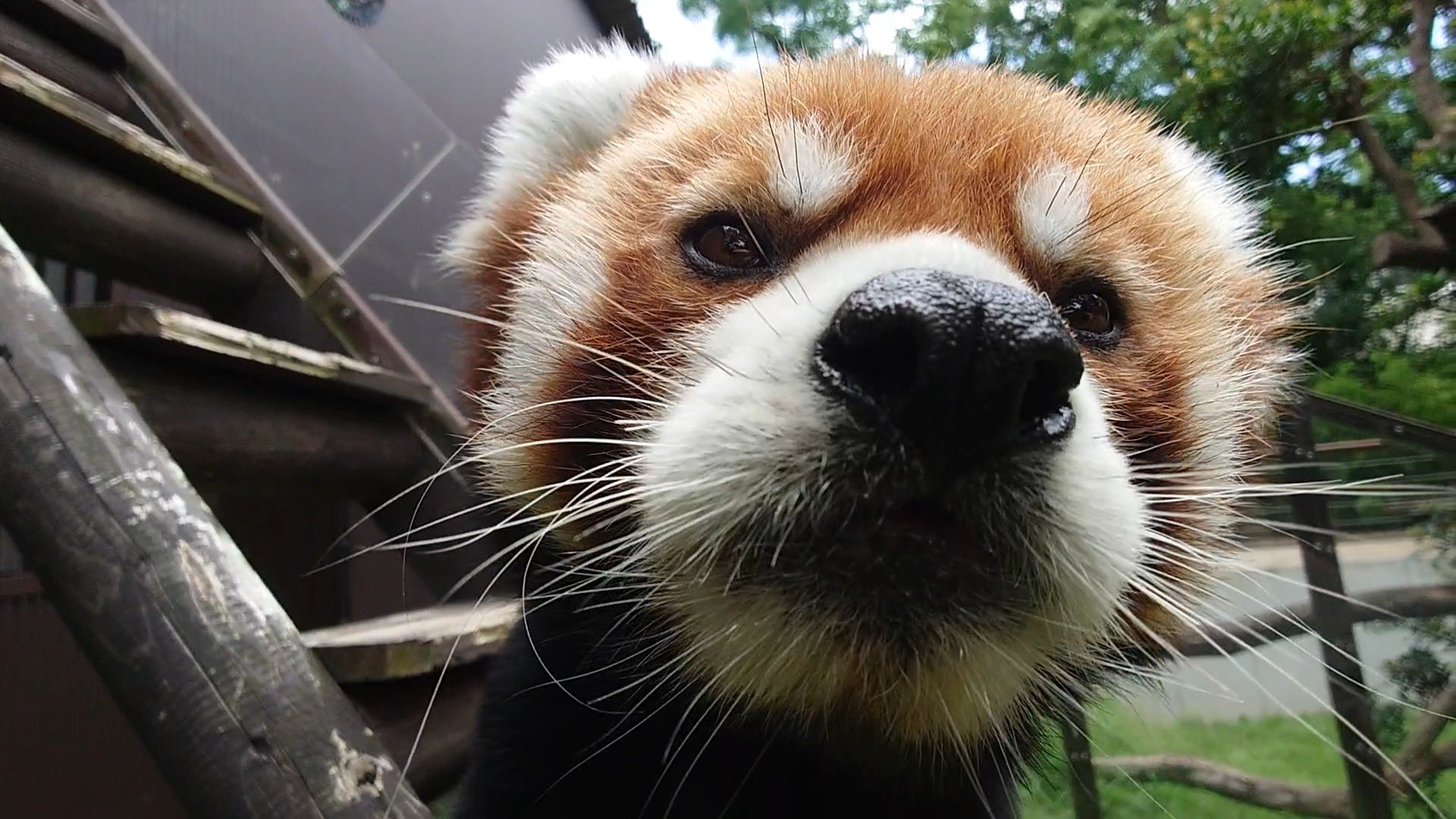 豊橋総合動植物公園 のんほいパーク 例年より少し早いですが 本日からレッサーパンダの同居が始まりました 動物の様子を見て同居の時間は調整させていただきます よろしくお願いします 豊橋 動物園 のんほいパーク レッサーパンダ T