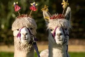 alpaka_io's tweet image. Alpaka helps you juggle holiday requests and last minute absences, making sure your business keeps running and employees are not over stretched or over worked
  
less paperwork, fewer errors, just accurate data

#TimesheetAutomation #EmployeeManagement #WorkLifeBalance #HRTech