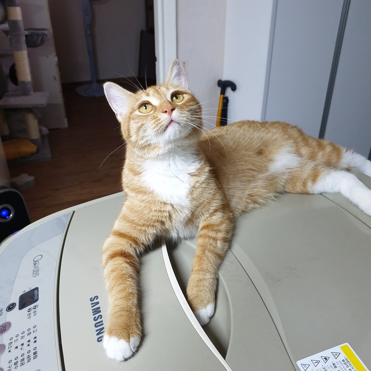 wlsgywjd16's tweet photo. 보호자님이 연세가 좀 있으신 분이셨는데, 요양원에 들어가시게 되면서 가족분들 그 누구도 책임지지않아서 당장 갈곳이 없어졌다고 합니다. 현재 빈집에서 혼자 있는데, 가족분들이 어머니가 요양원가자마자 집을 팔려고 내놓으셨데요. 팔리면 아이가 당장 갈곳이 없어집니다.ㅜㅜ  
타래로... https://t.co/ZHbDaDWQbb