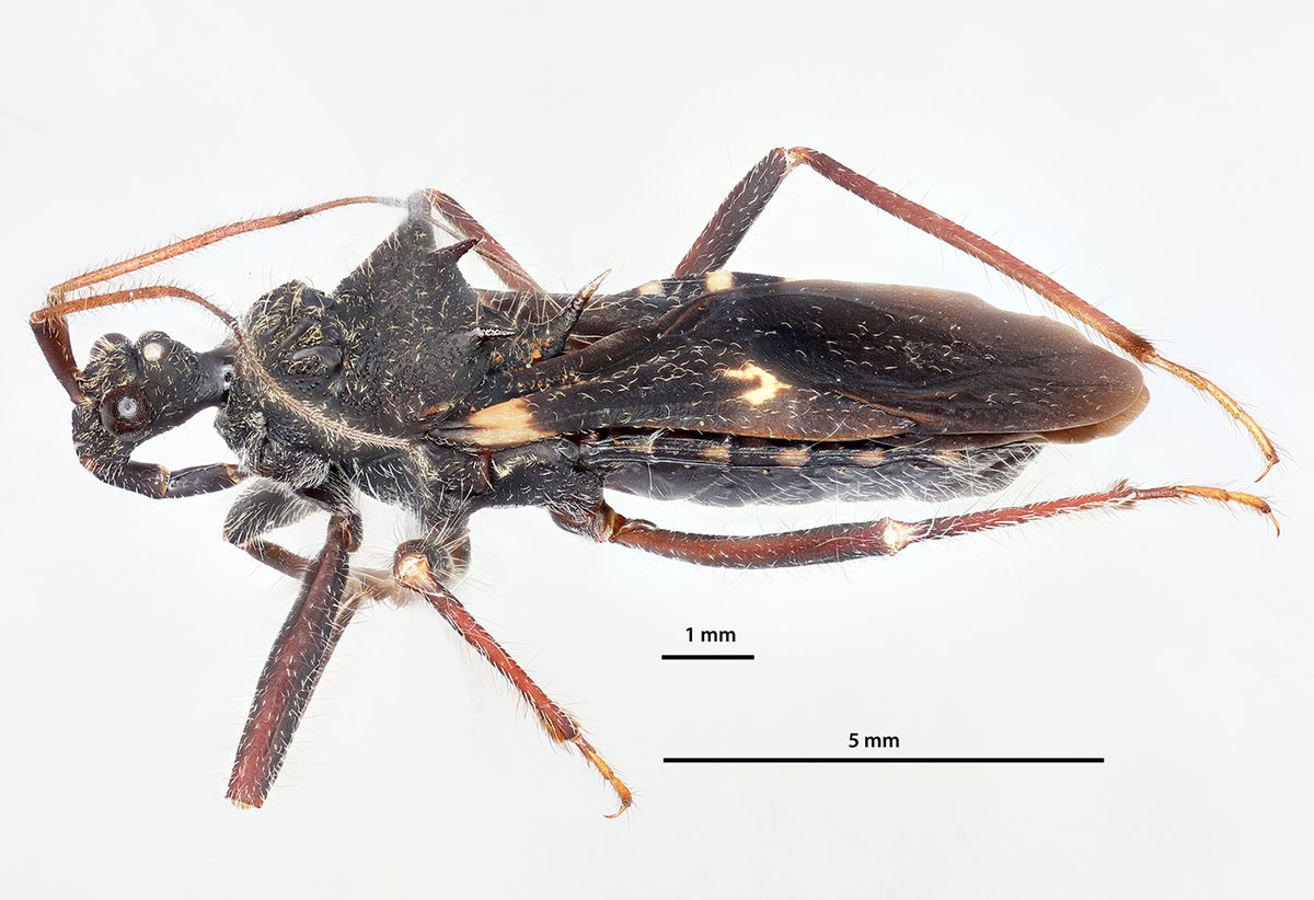 icipe's tweet photo. Our #insectoftheweek is a #Reduviidae species. #Reduviids are also known as #AssassinBugs. The species belongs to the family of the order #Hemiptera, which are commonly called“#TrueBugs”. Learn more about the species here:https://t.co/5CXI6PseVA
#insects https://t.co/XMlos41x2b