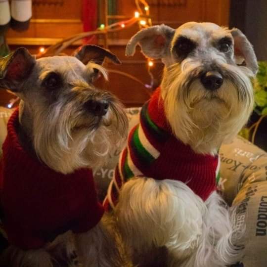 ruben_corella's tweet photo. #felizlunes #mondaythoughts #mondaypets #pets #DogsofTwittter #DogLover #doglovers #dogsfan #AdoptaNoCompres #nature #funday #prettydogs #prettyfaces #faces #look #HairStyle #style #elegant #handsome #puppies https://t.co/2X6ev6Iga9