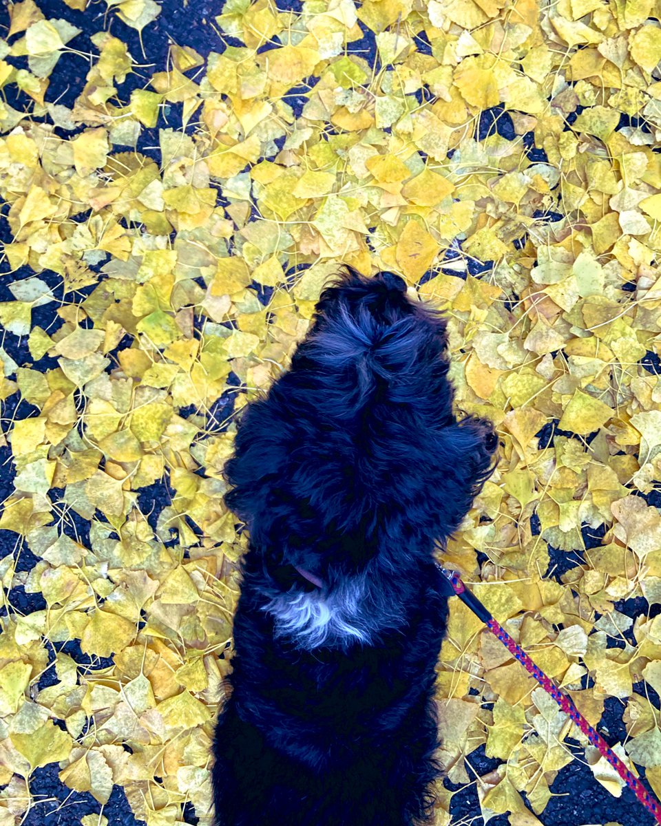 AkaneFurukawa's tweet photo. Tokyo streets are paved with yellow. #ginkotrees #tokyo #tibetanterrier https://t.co/VReVi6QwoW