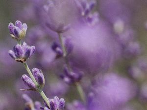 sofieann's tweet image. Vaguszenuw, veerkracht &amp;amp; stressbestendigheid 😎 Stress hoort bij het leven. Aangezien stress alomtegenwoordig is, is het voor je welzijn belangrijk hoe je ermee omgaat. Stimulatie van de vaguszenuw (of nervus vagus) kan je helpen ontstressen - mailchi.mp/ea29c46ab7db/w…