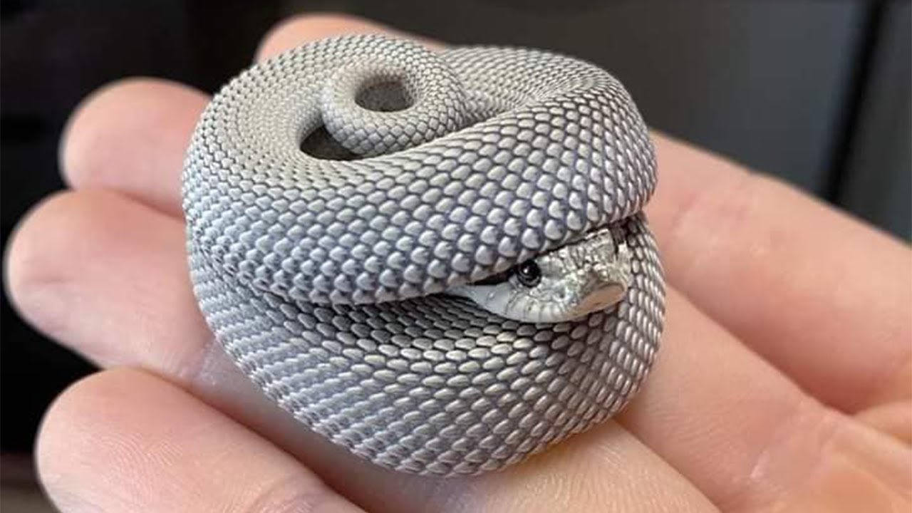 Hourly Snakes (taking submissions in dms!)🐍 on X: Grey Hognose snake 001   / X