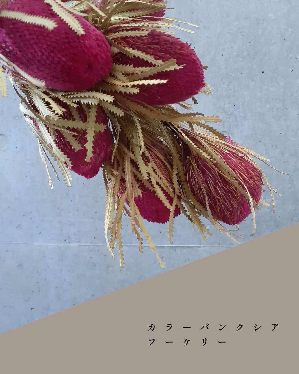 vovomame's tweet photo. 雪ってマジか

こんにちは

昨日めっちゃ寒かったから😃チャリをあきらめ電車で来た私…

チャリ通🚴のスタッフ仲間さんから
せんど   💥裏切り者ーー👹👿👺
って怒られたので😅

今日は根性入れ直してチャリできたんよ😤

… …

ほんだら       雪☃️      な。🧟‍♂️。

😁今日のお花達です⬇ https://t.co/hZVQbMCtNT