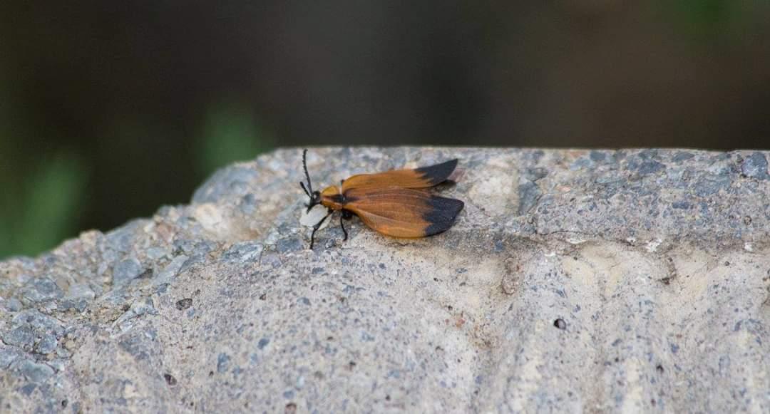 almaphillips's tweet photo. #FromTheArchive #oldphotos #NaturePhotography #natureisamazing #flyinginsect #insect #stinginsect https://t.co/Ho709eO634