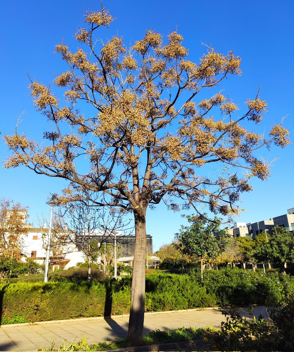 Melia azedarach. Provinent d'Àsia. Fruits que es mantenen una vegada caiguda la fulla. Les llavors s'utilitzen per fer rosaris i, per això, a llocs de Catalunya es coneix com Arbre sant @SHNB_BSHNB <a href="/GremiJardineria/">Gremi de Jardineria de Catalunya</a> @BotanicSoller <a href="/ajuntpalma/">Ajuntament de Palma</a> <a href="/BiodiBal_UIB/">biodibal.uib.ree</a> <a href="/UIBuniversitat/">Universitat de les Illes Balears - UIB</a>