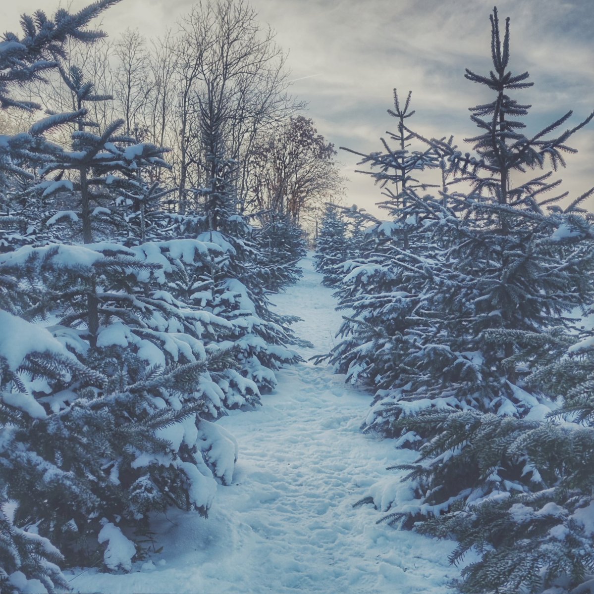 Schaumalher tweet media