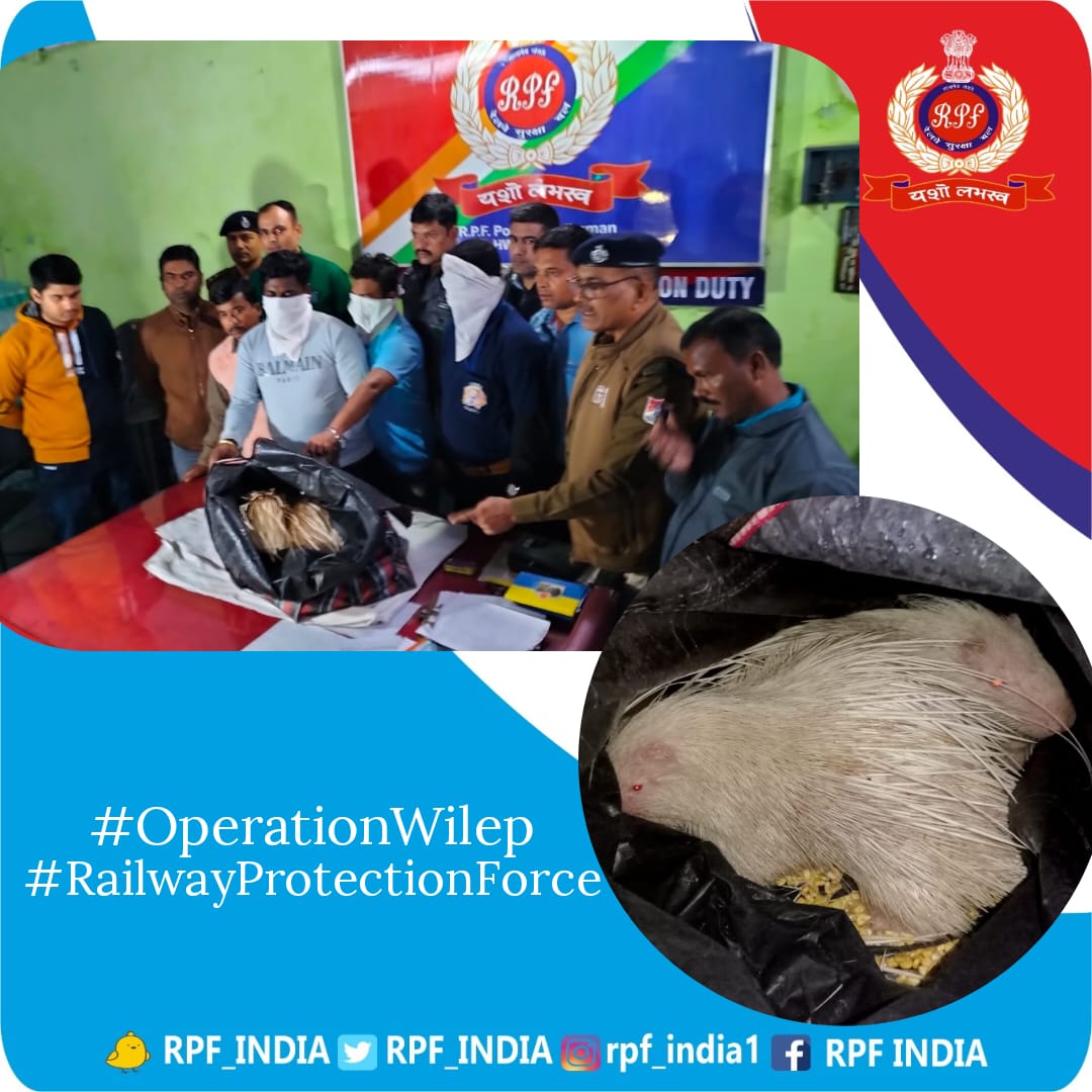 RPF_INDIA's tweet photo. Cage the cruelty not animals....
In a bid to save #Wildlife, #RPF Burdwan rescued two rare species of Himalyan Crestless porcupine being trafficked with arrest of three persons.
#OperationWilep #SaveWildlife 
@ErRpf @rpferhwh https://t.co/0M1UTKYkub