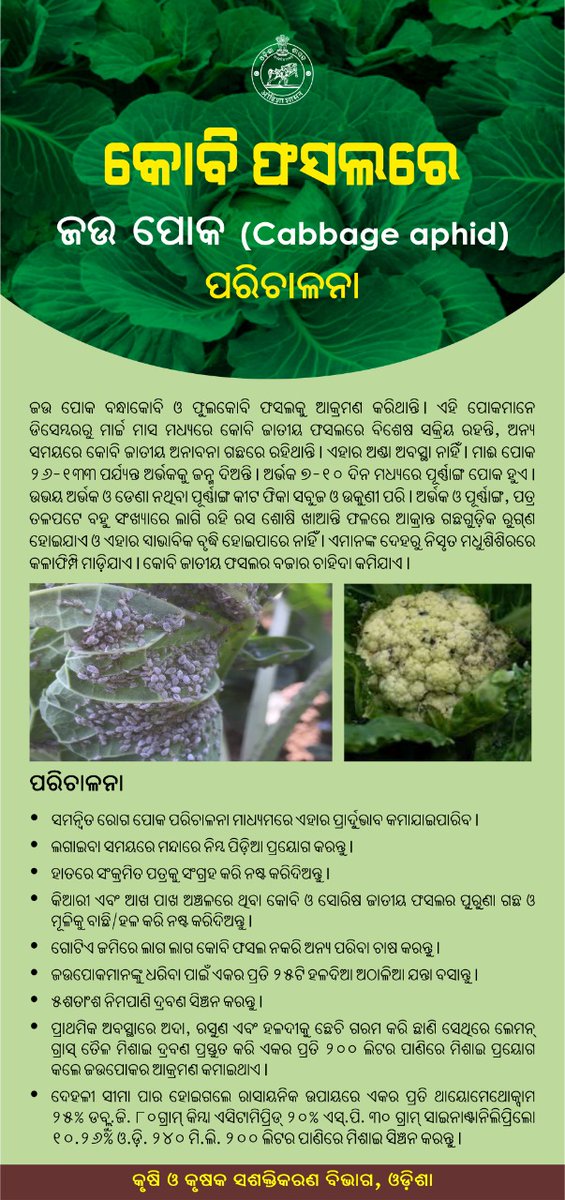 krushibibhag's tweet photo. #କୋବି ଫସଲରେ #ଜଉ ଓ #ଠିକିରି_ପିଠିଆ_ପୋକ ପରିଚାଳନା ନିମନ୍ତେ ସମନ୍ୱିତ କୀଟ ନିୟନ୍ତ୍ରଣ କରି #ନିମ୍ବ ପିଡ଼ିଆ ପ୍ରୟୋଗ କରନ୍ତୁ ଏବଂ ଜମିକୁ ସର୍ବଦା ପରିଷ୍କାର ପରିଚ୍ଛନ୍ନ ରଖନ୍ତୁ | #CabbageAphid #Diamondbackmoth https://t.co/hilwXR1BuR