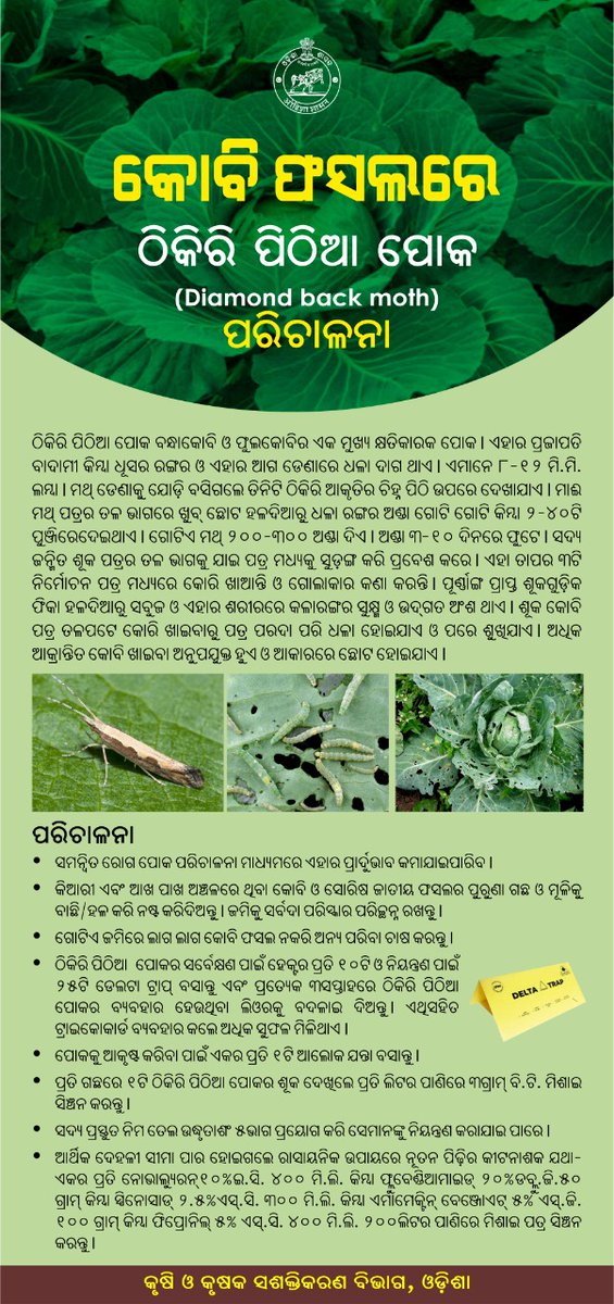 krushibibhag's tweet photo. #କୋବି ଫସଲରେ #ଜଉ ଓ #ଠିକିରି_ପିଠିଆ_ପୋକ ପରିଚାଳନା ନିମନ୍ତେ ସମନ୍ୱିତ କୀଟ ନିୟନ୍ତ୍ରଣ କରି #ନିମ୍ବ ପିଡ଼ିଆ ପ୍ରୟୋଗ କରନ୍ତୁ ଏବଂ ଜମିକୁ ସର୍ବଦା ପରିଷ୍କାର ପରିଚ୍ଛନ୍ନ ରଖନ୍ତୁ | #CabbageAphid #Diamondbackmoth https://t.co/hilwXR1BuR