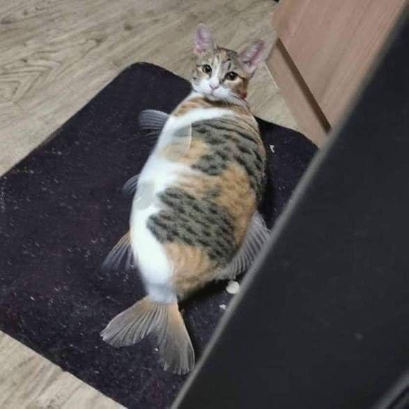keisyalevronkaa's tweet photo. catfish aka lele https://t.co/0H9ykRQO5N