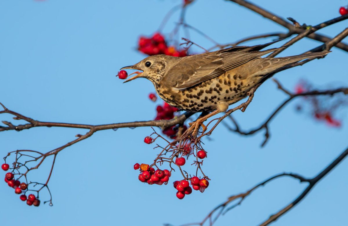 NeilCairns16's tweet photo. Good catch from this Mistle Thrush last week in Ashington. https://t.co/4wHMEAPAtx