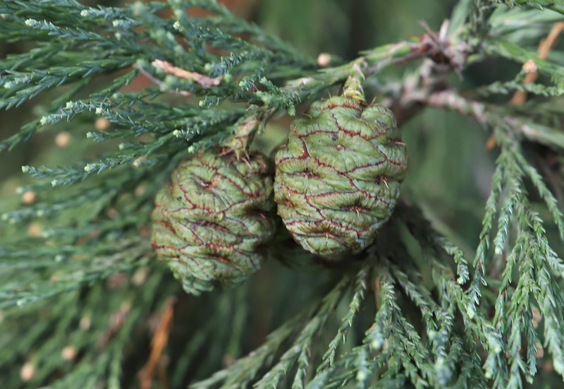 Giant Redwood (another name for the Giant Sequoia), December's Tree of the Month - large female cones - with 'lips' like all the redwoods. #HaringeyFavouriteTrees