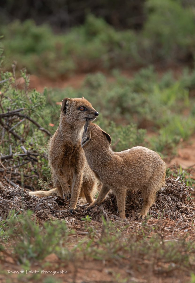 amakhala's tweet photo. From the small and entertaining mongoose to the famous Big 5, every wildlife encounter promises to be a memorable one.

📸 : Donovan Hulett 

https://t.co/I3t7KV7VOk

#Big5Safari #MalariaFree #BucketListSafari #WhenOnSafari #OnlyInAfrica #TravelSouthAfrica https://t.co/XN3gOWVJYm