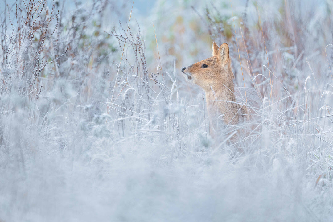 Winter fairytale by Dovydas Vicius

#deer #waterdeer #chinesewaterdeer #deerspecies #wilddeer #ukdeer #ukdeerspecies #winter #deerphotography