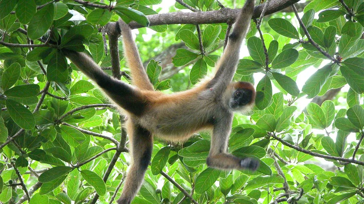 CESKenya's tweet photo. #Spidermonkeys get their name from their long limbs and tails that resemble spider legs as they dangle from branches. According to IUCN, all spider monkey populations are decreasing as a result of #habitatloss caused by #humanactivities. #biodivmonday 📷; https://t.co/dHBvtBMRju https://t.co/zT16RKKXjz