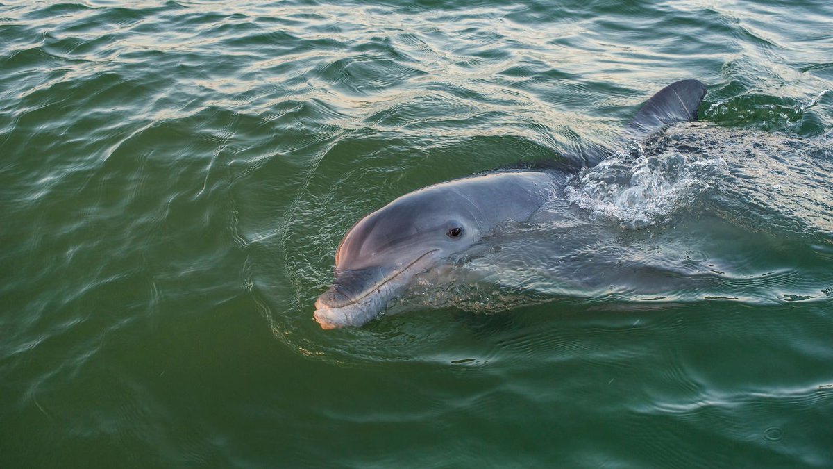 CleanCatchUK's tweet photo. A valuable new @JNCC_UK report brings together results from various reviews to summarise the evidence available on the effectiveness of different ‘acoustic deterrent devices’, AKA #pingers, which are being trialled or used to reduce #marine mammal #bycatch in #fisheries 1/2 https://t.co/jBa4ZJxS4R