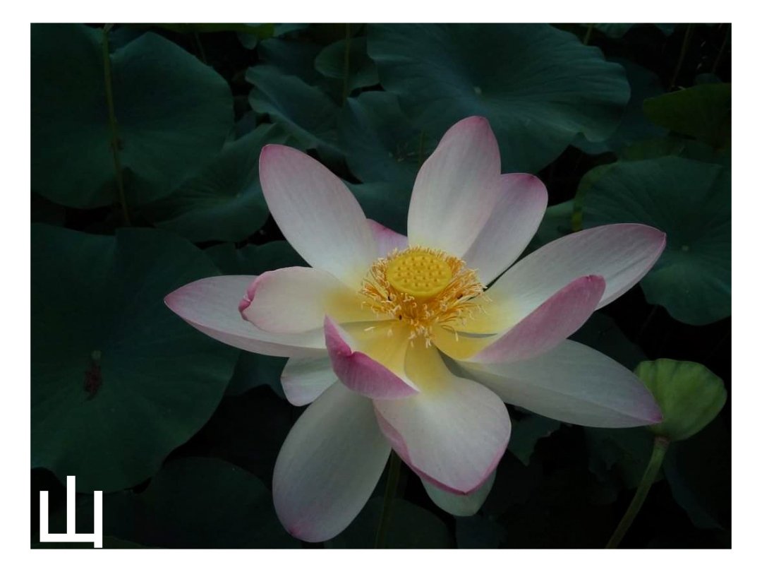 •Nelumbo nucifera

#Loto #Lotus #nelumbonucifera #botanicgardens #botanic #waterplants  #Lake #Flower #Plants #Beauty 
#Photography #Nature #TCCPhotography #yama山