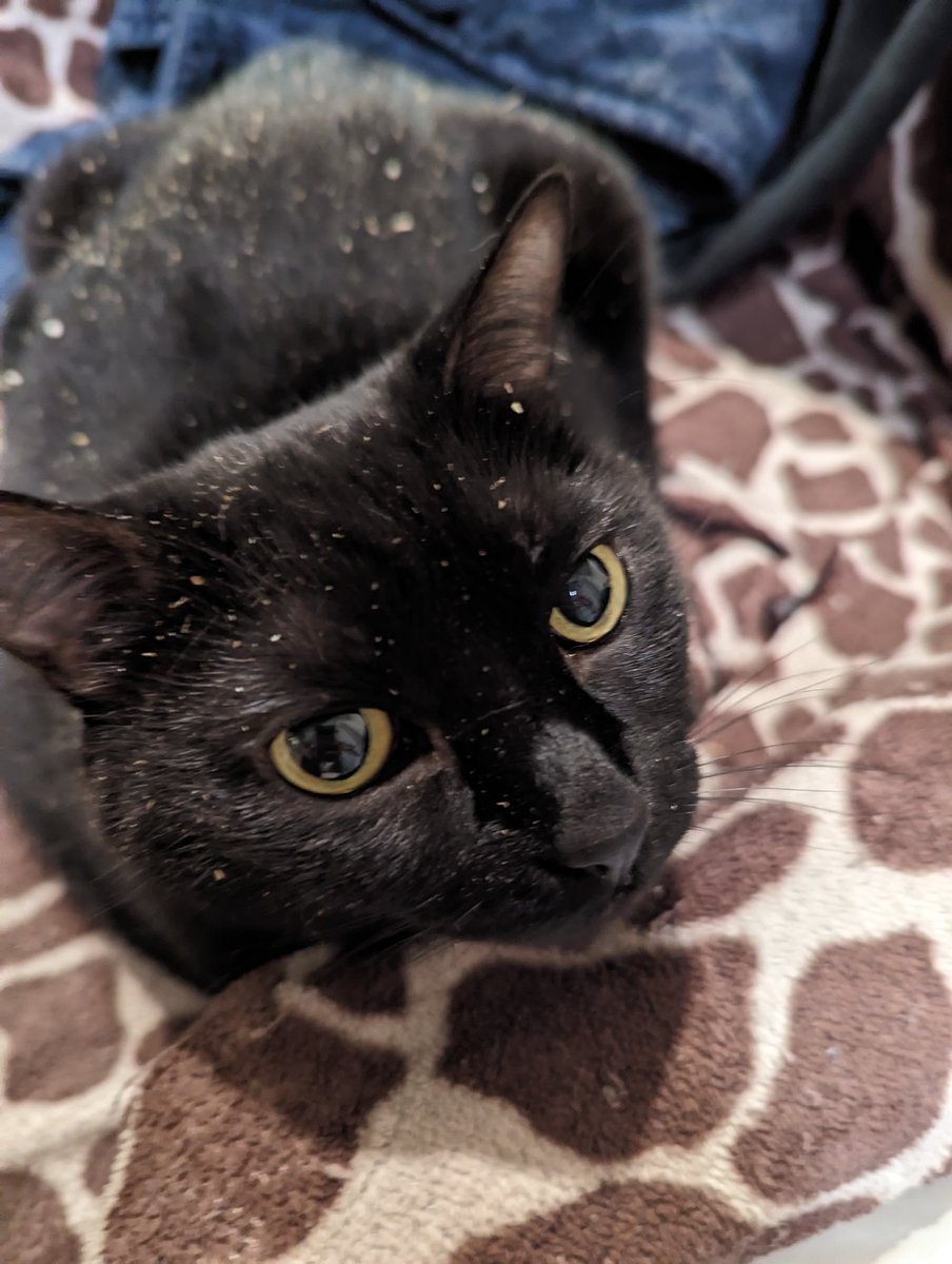LadyMissCarly's tweet photo. Miss Miki LOVES the #Catnip #CatsOfTwitter #BlackCat #CatsOfAustin #CatsOfTexas https://t.co/MB8OPgbkLn