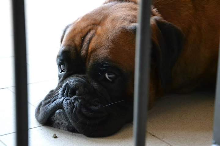 BoxersDog's tweet image. 