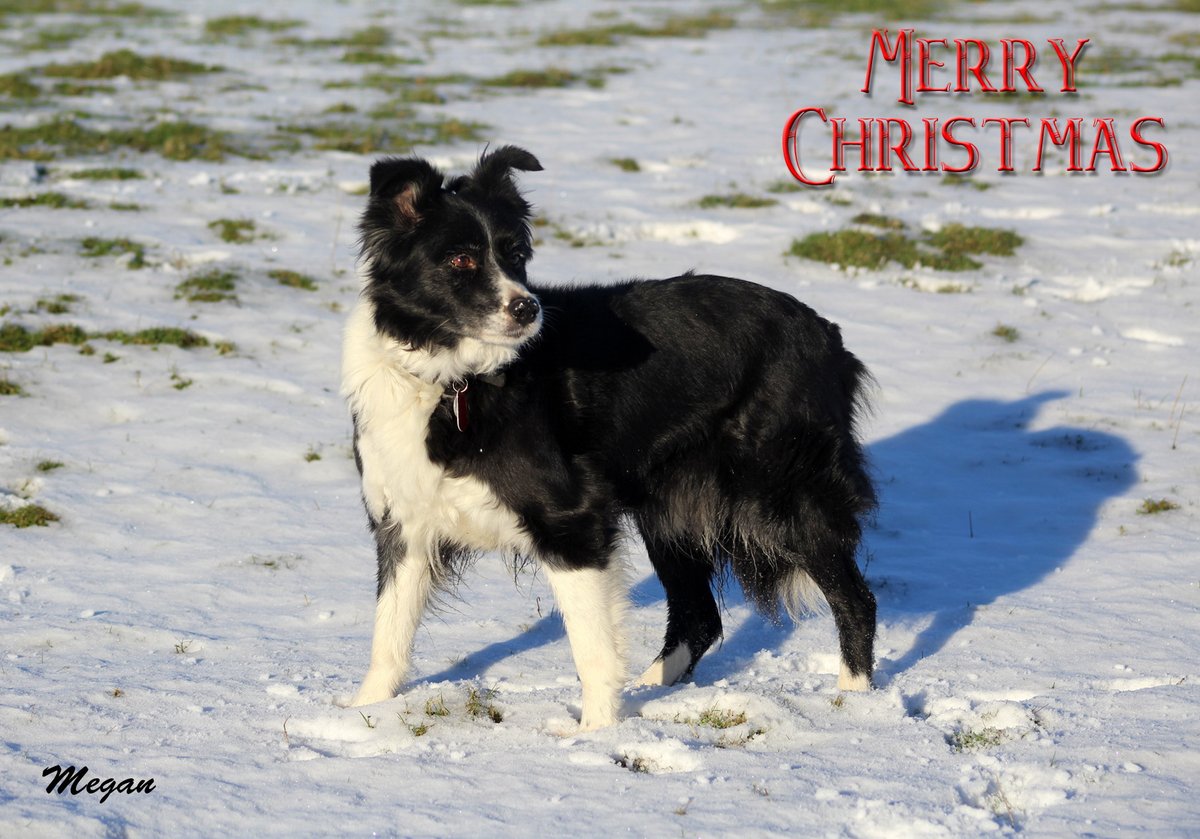 FOSTBCrescue's tweet photo. Merry Christmas and Happy New Year from everyone at @FOSTBCrescue with a huge thank you to all our supporters and sponsors who help us to save more and more collies every year. https://t.co/7WQv3eUdKF