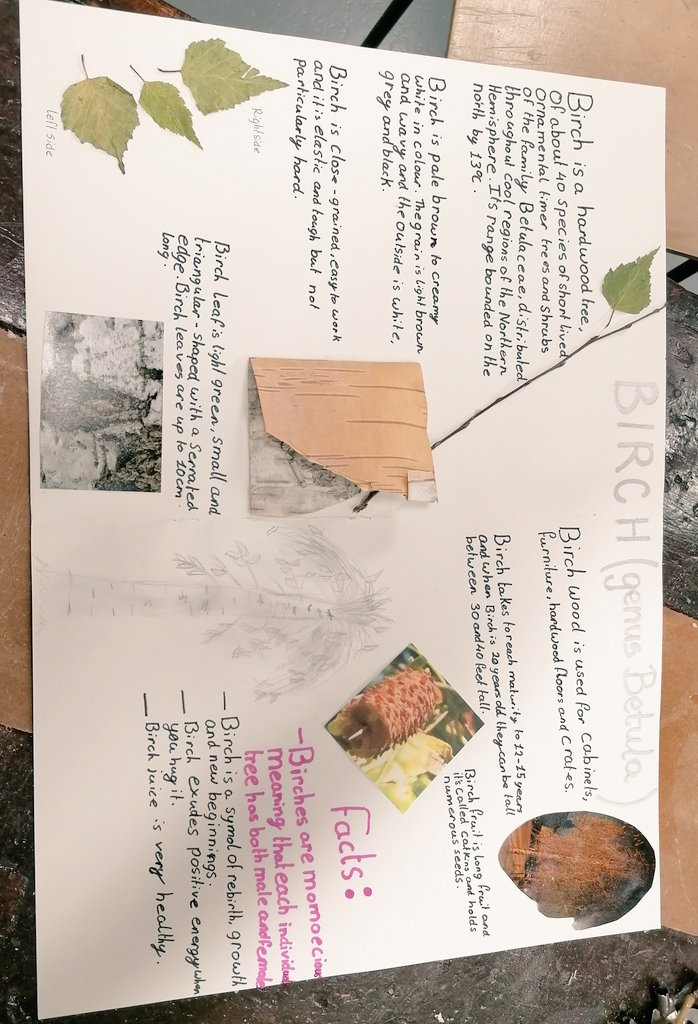 One of the tree research assignments that was submitted by a 1st year Wood Tech student today. Well done Olivia 👌