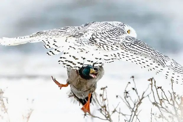 duck_asks's tweet photo. Ever wonder if ducks are scared of owls? It's a mystery of the animal kingdom that we may never know the answer to!#DucksScaredOwl #Duck #DuckAsk #DuckBird https://t.co/RibuEUIj8P