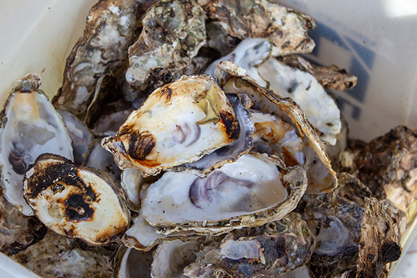 Du 19/12 au 9/1, une collecte de coquilles de fruits de mer est mise en place à titre expérimental dans 4 déchèteries d'#AngersMétropole: Villechien (St Barthélémy d'A.), le Lac bleu (Avrillé), le Haut-Coudray (Montreuil-Juigné) et La Baumette (Angers). angersloiremetropole.fr/medias/64528-q…