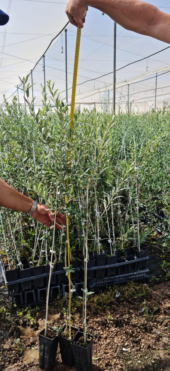 cotevisa's tweet photo. Planta de Almendro y Olivo
Más información en el +34 96 254 19 11 comercial@cotevisa.com

https://t.co/YBaU8mK8wz

#cultivoinvitro #viveros #agricultores #investigación #innovación #portainjertos #arbolesfrutales #almendro #almendroenmaceta https://t.co/qMw1HeH1Pi