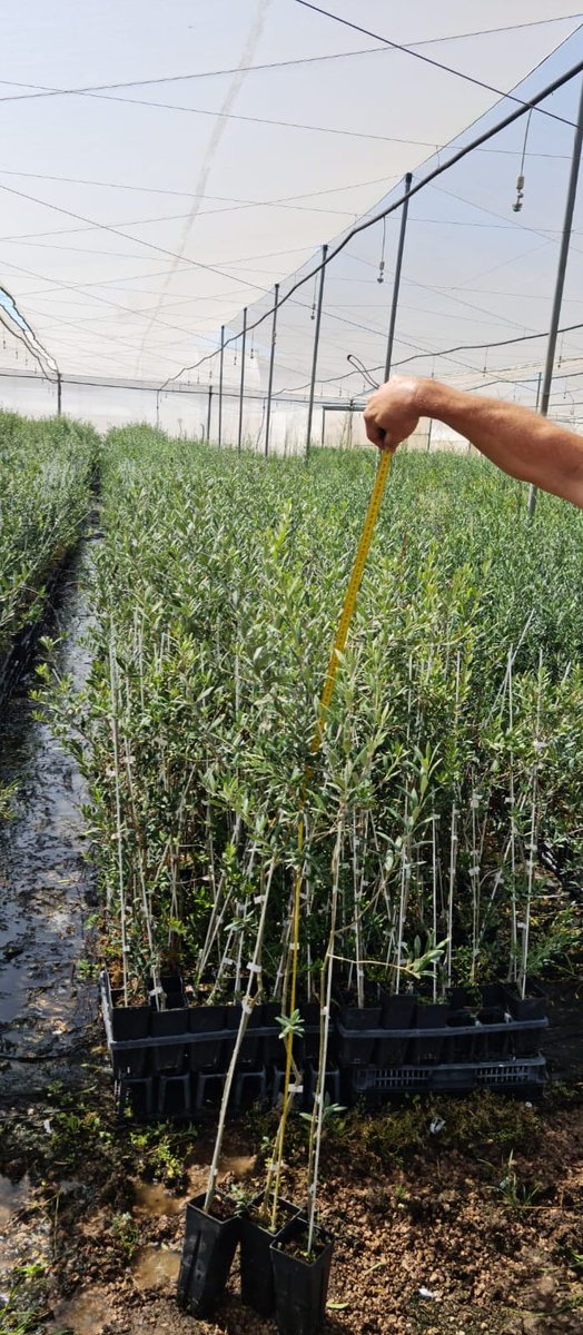 cotevisa's tweet photo. Planta de Almendro y Olivo
Más información en el +34 96 254 19 11 comercial@cotevisa.com

https://t.co/YBaU8mK8wz

#cultivoinvitro #viveros #agricultores #investigación #innovación #portainjertos #arbolesfrutales #almendro #almendroenmaceta https://t.co/qMw1HeH1Pi