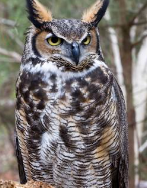 there are so many owls. yesterday evening we figured out they were these >8<
