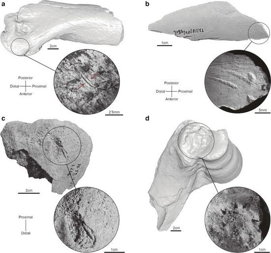 prehistoriaUCM's tweet photo. 🔴Nuevo artículo en 🔓 de nuestros compañeros José Yravedra, Joaquín Panera y Susana Rubio-Jara sb la interpretación tafonómica y paleoecológica de #fauna y #herramientas #achelense de Oxígeno y Santa Elena (Madrid)
ℹ️👉🏿 https://t.co/RniOQCVccV
#PleistocenoMedio #Prehistoria
1/2 https://t.co/xPr78ZIjTM