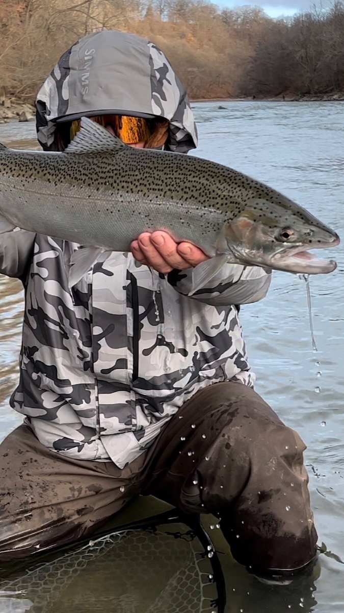 troutit's tweet photo. Precious Metals #chrome #steelhead #flyfishing https://t.co/mjE9HKGOy0