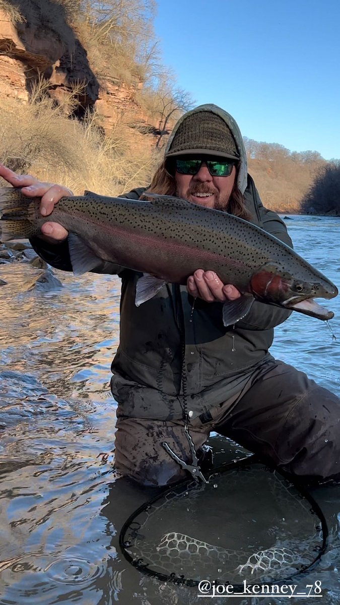troutit's tweet photo. Red band smile #flyfishing #greatlakes #catchandrelease https://t.co/wBDObaG37M
