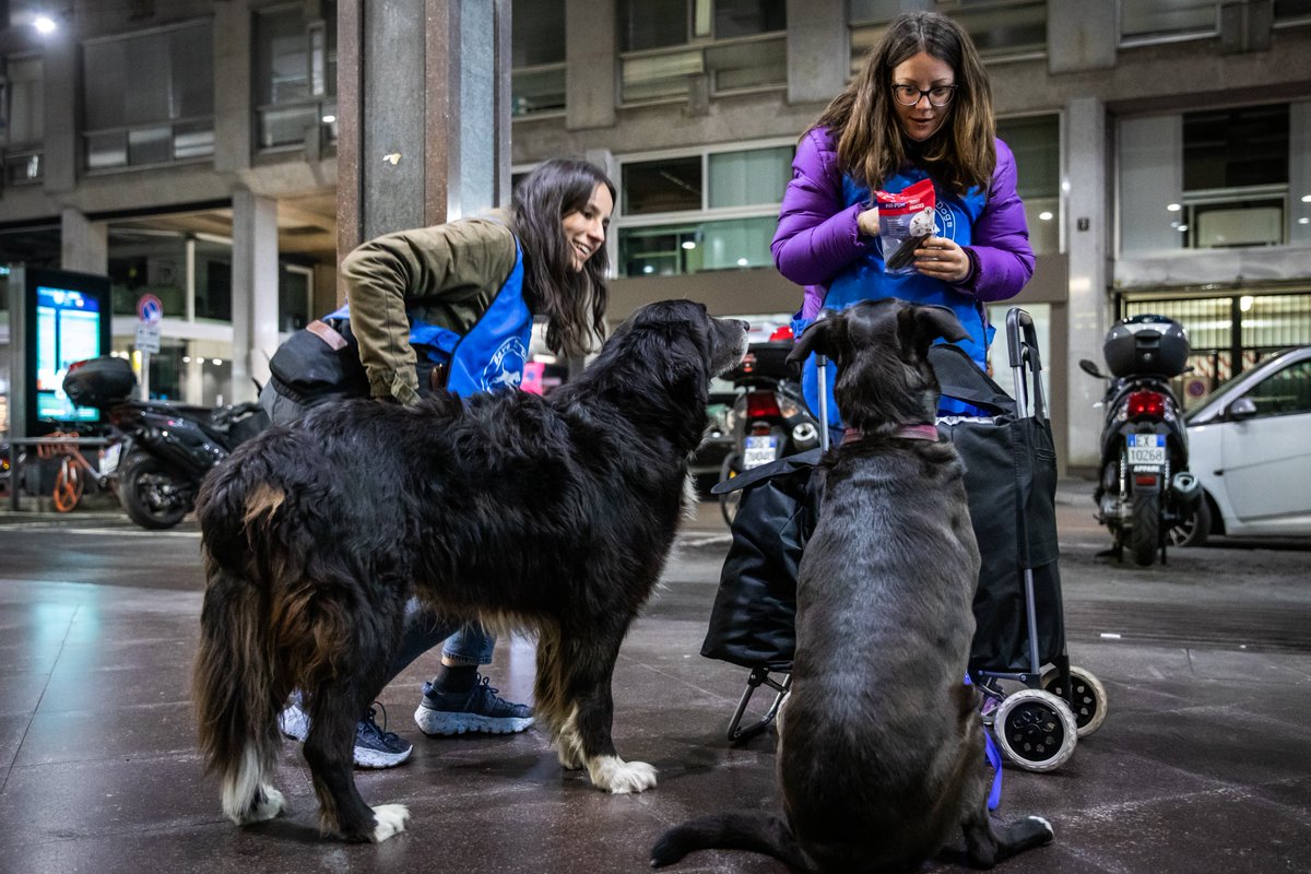 sara_turetta's tweet photo. In questo momento viene sterilizzata presso la clinica @enpamilano una quadrupede assistita dall'unità di strada di @SavetheDogsSTD, che vive con il suo umano in zona Arco della Pace. Verrà anche rimossa una cisti. #AmicidiStrada finora si è presa cura di 70 cani senza dimora. https://t.co/y3jWomkn7c