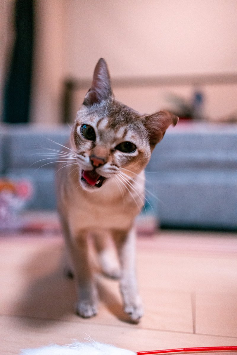 _shunkoro_'s tweet photo. すごく良い

#α7IV https://t.co/P6EMrB8RQk