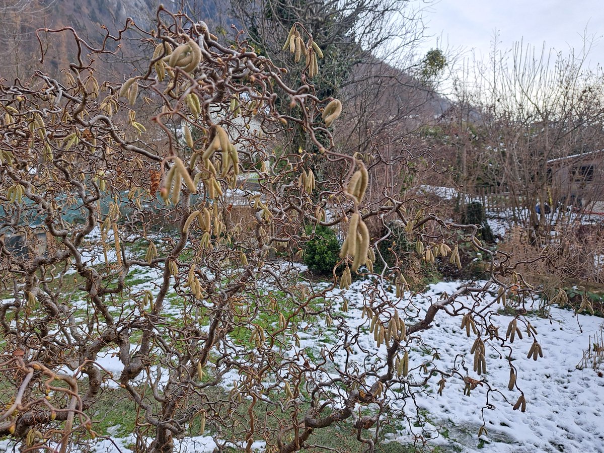 MeteoNewsAG's tweet photo. Trotz der deutlich zu kalten ersten Monatshälfte ist die Entwicklung der #Haseln recht weit fortgeschritten. Die milde Phase in der zweiten Wochenhälfte könnte dazu führen, dass erste #Pollen freigesetzt werden. Dies wäre dann erstaunlich früh... (rp) https://t.co/lkFbySSz15