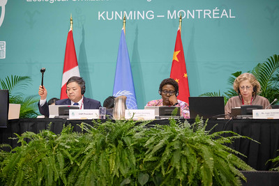 andersen_inger's tweet image. In the early hours of the morning here in Montreal we gavelled  Kunming-Montreal Global Biodiversity Framework. The ambitious framework can help us make peace with #nature. Now we deliver. Deep thanks to Chinese Presidency &amp;amp; host Canada for finding common ground #ForNature #COP15