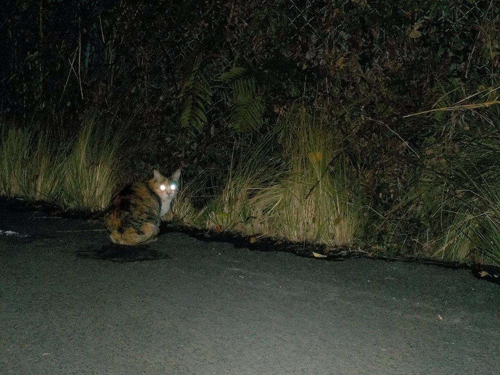 monkey4mountain's tweet photo. 🕸"There are no facts, only interpretations."
-Friedrich Nietzsche
🕷💉💉💉
#CAT
#CATharsis 🐈
#Training ☠️
#TrainingSunday
#TrainingMonday
#TrainingMask
#10kg #WeightJacket
#6km + #Running https://t.co/BFN8bbqx62