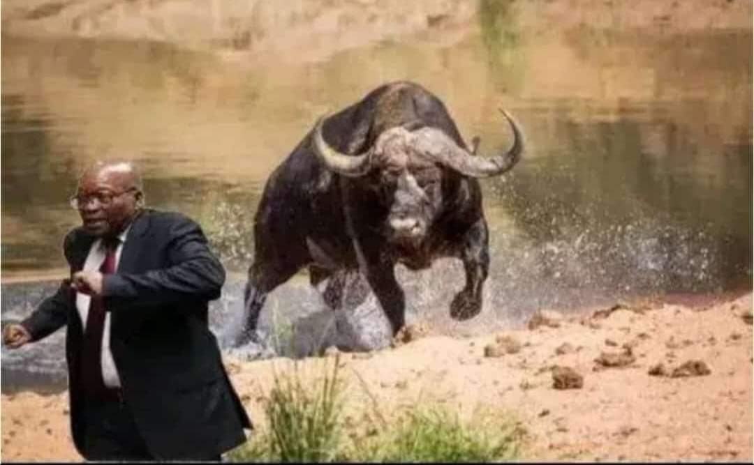 Rudolph_Raphael's tweet photo. @koko_matshela And the pain is unbearable.... 🤣😂 https://t.co/yDZ8x3fSr4