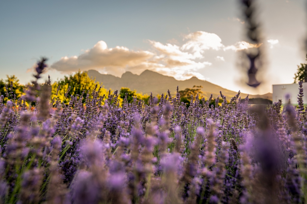 Soon, the fragrant lavender labyrinth in front of Babel will be clothed in colour.

If you are joining us for #dinner this season, arrive a little early for a garden stroll before enjoying live music and garden-inspired plates in the courtyard from 18h30. 🎷 

#franschhoek
