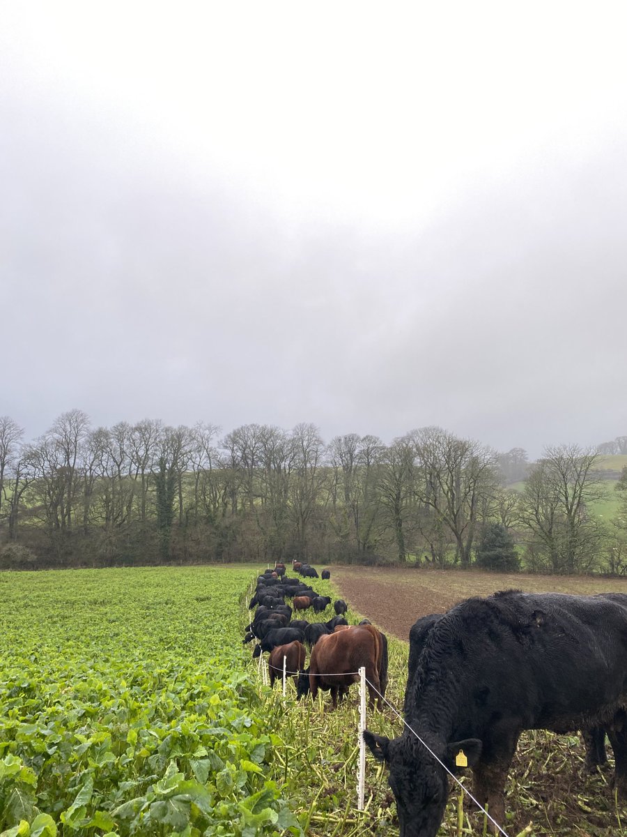 Fairly major system change underway here. All good so far 🤞🤞 120 BSH/AA X cows on ⁦@WatsonSeeds⁩ kale 🥬 thanks to ⁦@RhidianJones2⁩ and ⁦@Richardmccorni1⁩ for giving us the confidence to go for it 💪 #lotstolearn ! #scotchbeef 🥩