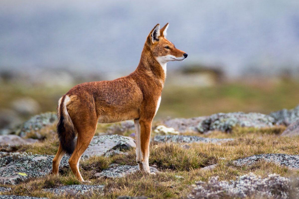 Like this wolf, we’re looking forward to the #NewYear  ahead - wishing you all a happy 2023! 🦊

There’s still time to double your impact for #Ethiopianwolves, with matched funds right up until January 1st!
ethiopianwolf.org/donate

📸Will Burrard-Lucas